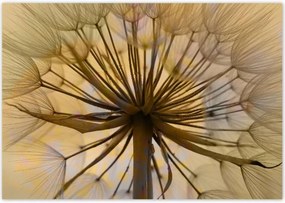 Poszterek 100x70 Pitypang Virág Virágok