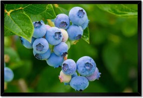 Poszterek keretben 60x40 Étvágygerjesztő áfonya