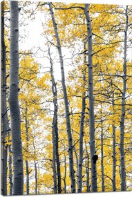Vászonkép Nyírfák Sárga levelek Természet Tavasz 40x60 cm