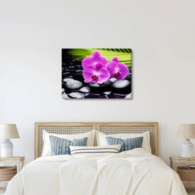 Kép - Orchideák (70x50 cm)