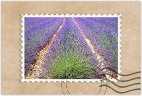 Poszterek 90x60 Levendula