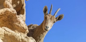 Poszter 91,3x44,5cm Ibex Nubiana 2, Assaf Frank