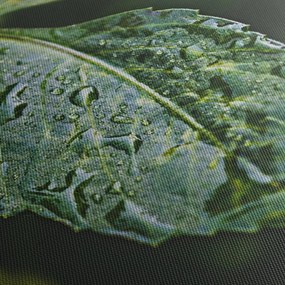 Kép - cseppek a levelen (120x50 cm)