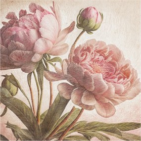 Fali fotótapéta előszoba konyhába Finom bazsarózsa 250x250 ragasztó