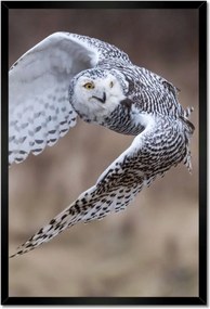 Poszterek keretben 40x60 Madarak