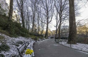 Poszter 91,5x60cm Egy csokor sárga virág egy padon a parkban, Assaf Frank