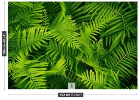 Fotótapéta páfrány zöld 104x70 cm