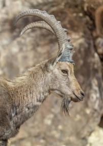 Poszter 42x59,4cm Nubiana Ibex 6, Assaf Frank