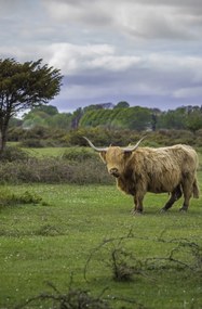 Poszter 53x81cm Tehén a faluban 3, Assaf Frank