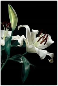 Poszterek 80x120 GyönyörƱ fehér liliom