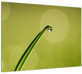 Víz csepp a fűben képe (70x50 cm)