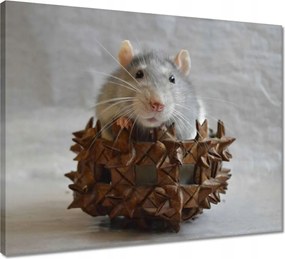 Vászonkép 50x40 Patkányok