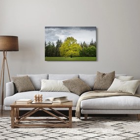 Egy zöld fa képe a mező közepén (90x60 cm)