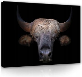 Vászonkép 100x75 Gaur bölény indiai állat portré természet erő fekete szarvak