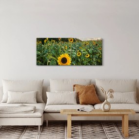 Kép - Napraforgómező II. (120x50 cm)