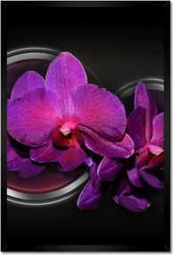 Poszterek keretben 40x60 Lila orchidea
