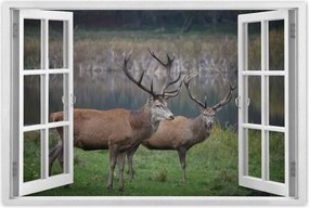 Poszterek 60x40 Szarvasok a természetben Rét