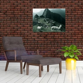 Üveg kép - Lámák a perui Machu Picchunál (70x50 cm)