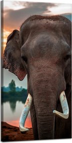 Vászonkép Gyönyörű Ég Elefánt Természet 40x80 cm Ideális ajándék