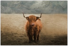 Poszterek 120x80 Skót tehén szarvasmarha