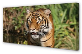Canvas képek tiger woods 100x50 cm
