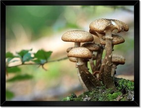 Poszterek keretben 40x30 Gomba az erdőben Közelkép