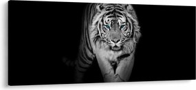 Kép - Tigris kék szemekkel (120x50 cm)