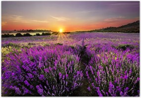 Fotótapéta flizelina 368x254 Levendula mező Nyugat