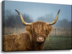 Vászonkép Állatok Skót tehén 60x40 cm