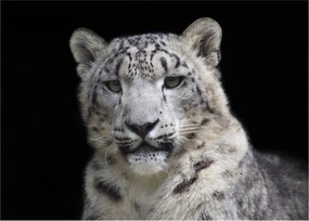 Kép - Snow Leopard (70x50 cm)