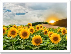 Poszterek keretben 40x30 Tájkép Napraforgók