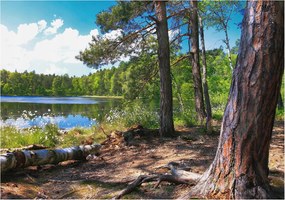 Fotótapéta Fali tapéta Hálószoba Nappali Erdei táj 208x146 Ragasztó