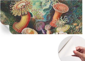 Dekoratív öntapadós fotótapéta irodába Fantázia anemonák 250x104 cm