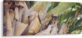 Mókus képe a fán (120x50 cm)