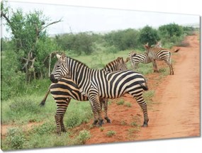 Vászonkép 120x80 Zebra a szavannán