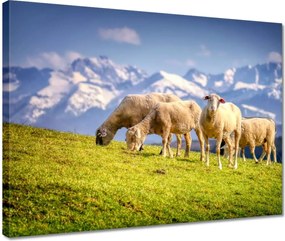 Vászonkép 40x30 Juh legeltetés Bárányok