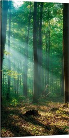 Vászonkép Erdő Fák Nap sugarai 60x120 cm