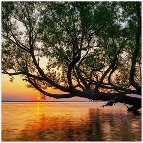 Poszterek 100x100 Fa Levelek Tó