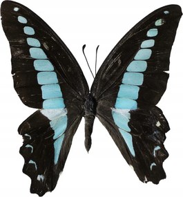 Poszter 50x50cm Pillangó fehér alapon 2, Assaf Frank