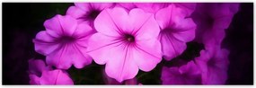 Poszterek 200x66 Petunia lila virágai