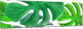Vászonkép 150x50 Levelek Monstery Trópusok