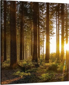 Vászonkép Naplemente Erdő Fák Természet 80x100 cm