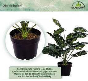 PLANTASIA Műnövény Monstera 60 cm fekete