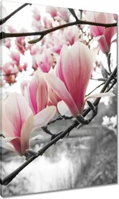 Vászonkép 70x100 Magnólia Virágok