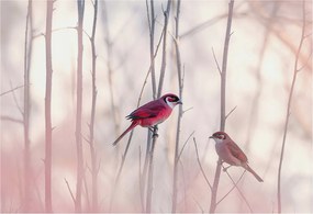 Flizelin tapéta falra Prémium madár pár 152x104 ragasztó