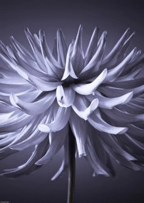 Poszter 29,7x42cm Dália virág 3, Assaf Frank