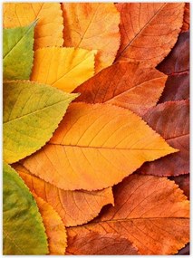 Poszterek 100x135 Őszi színes levelek Levelek az ősz színeiben