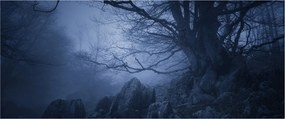 Egy sötét erdő képe (120x50 cm)