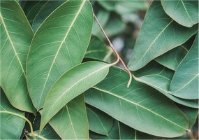 Dekoratív Fotótapéta Hálószobába Zöld levelek 208x146