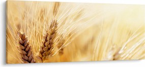Kép - részlet gabona (120x50 cm)